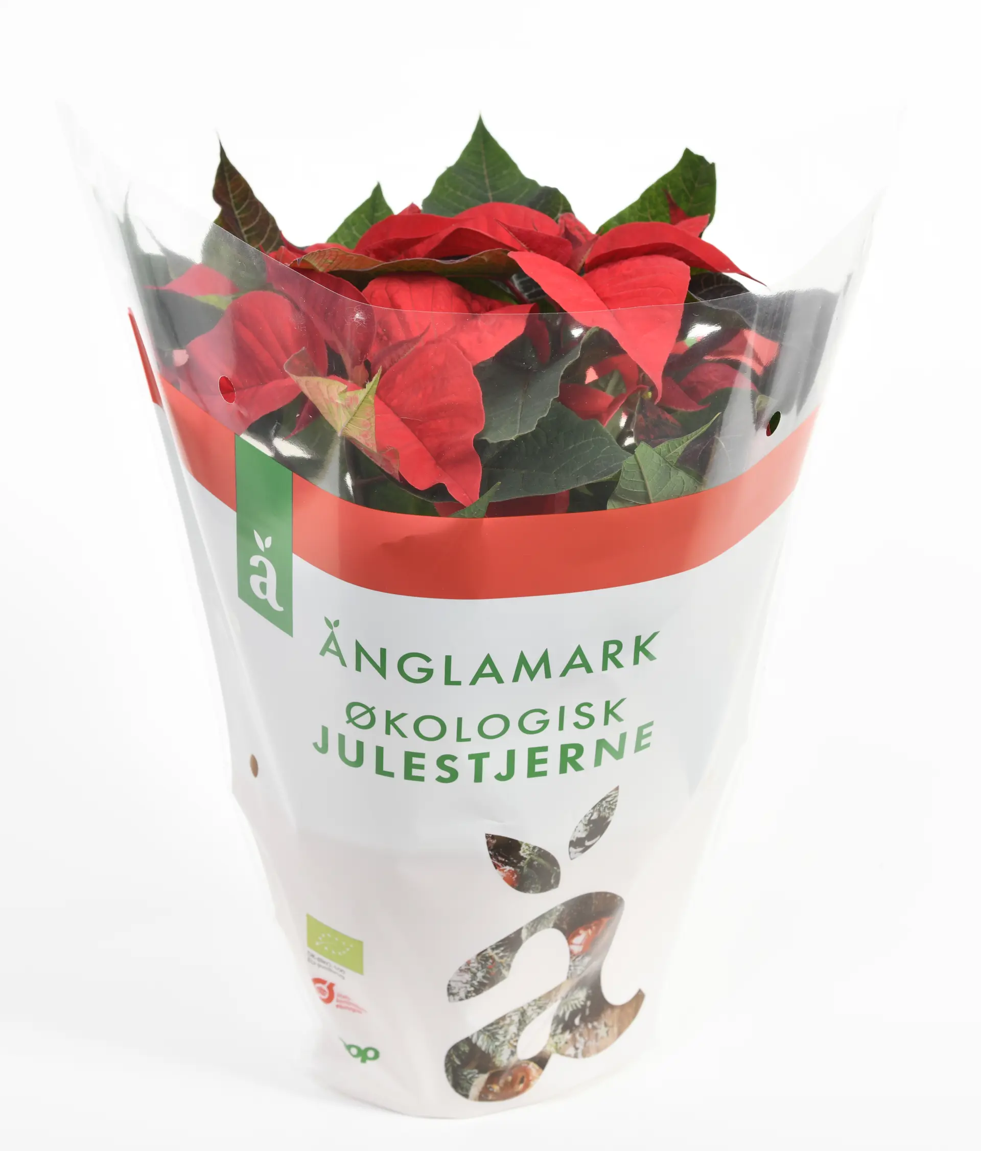 Änglamark julestjerne